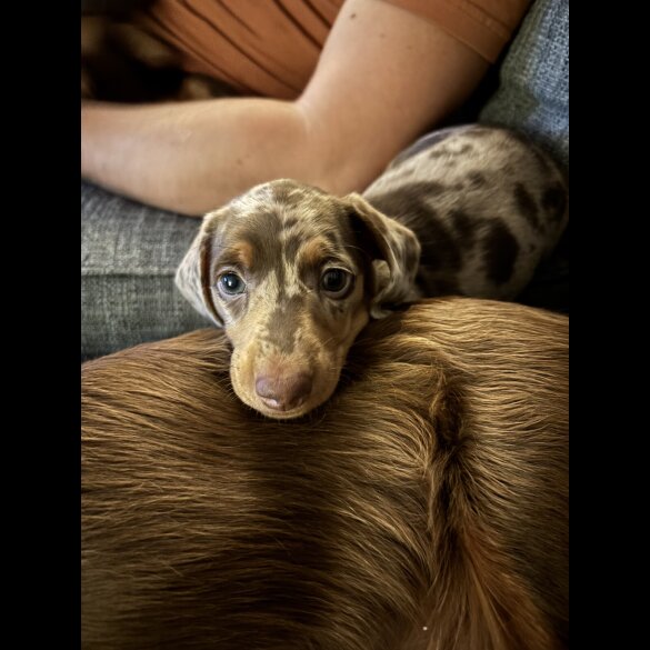 Dachshund (Smooth Haired)