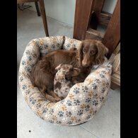 Dachshund (Smooth Haired)