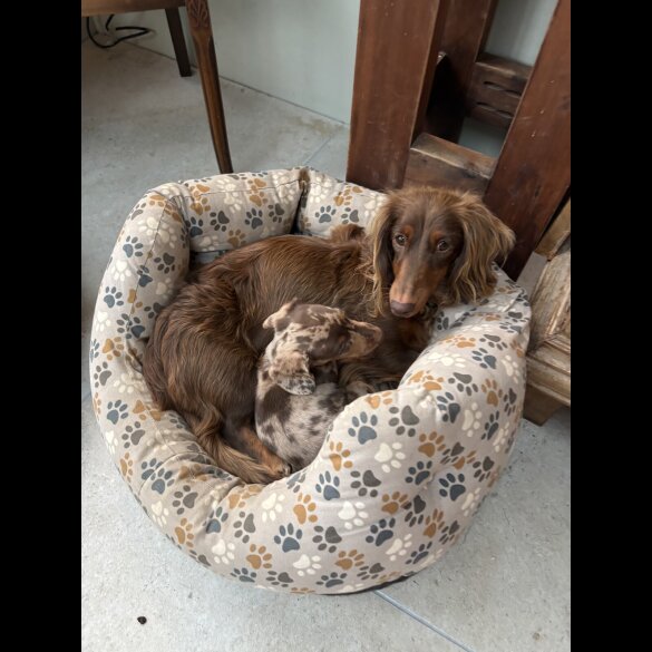 Dachshund (Smooth Haired)