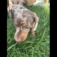 Dachshund (Smooth Haired)