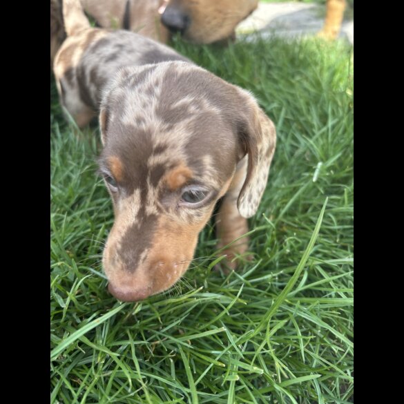 Dachshund (Smooth Haired)