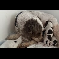 Cockapoo