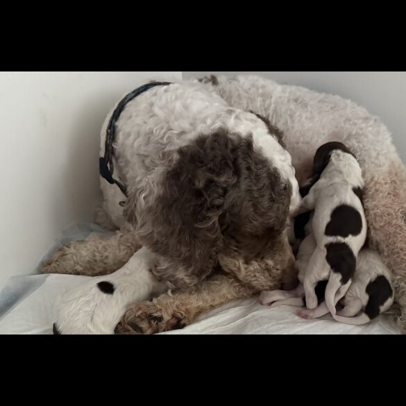 Cockapoo