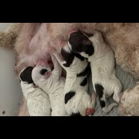 Cockapoo