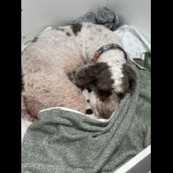 Cockapoo