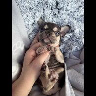 French Bulldog