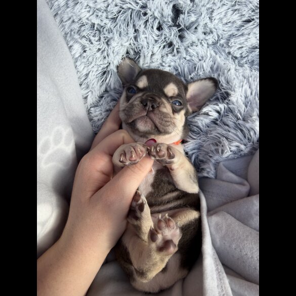 French Bulldog