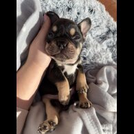 French Bulldog