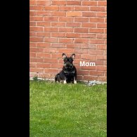 French Bulldog