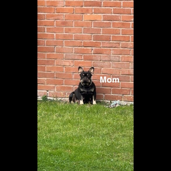 French Bulldog