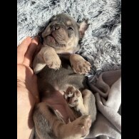 French Bulldog