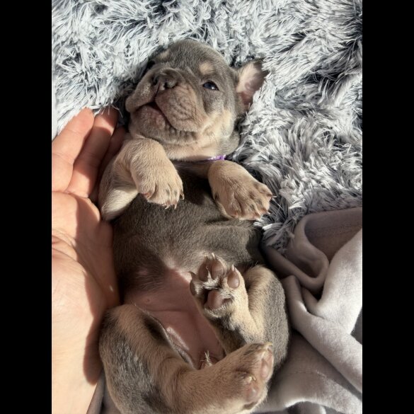 French Bulldog
