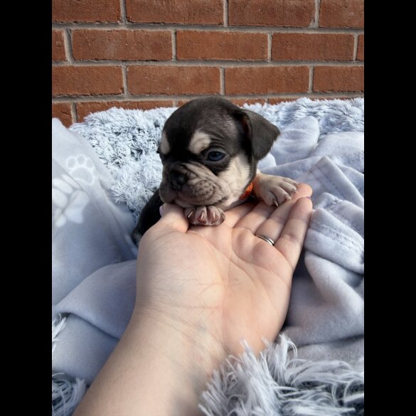 French Bulldog