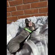 French Bulldog