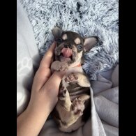 French Bulldog