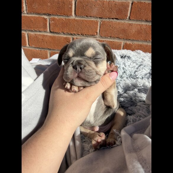 French Bulldog