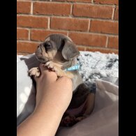 French Bulldog