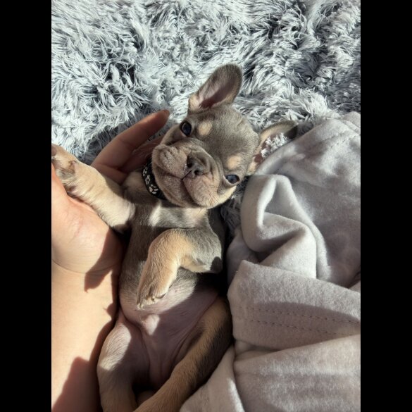 French Bulldog