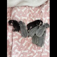 French Bulldog