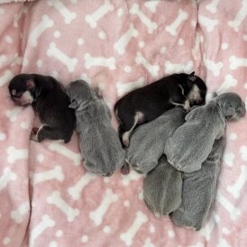 French Bulldog