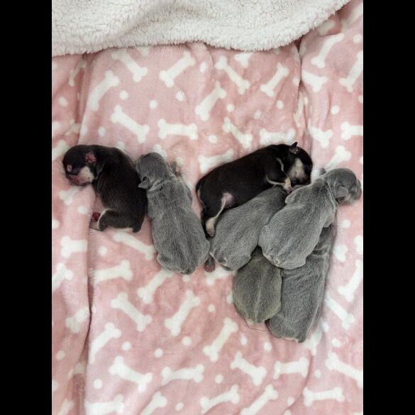 French Bulldog