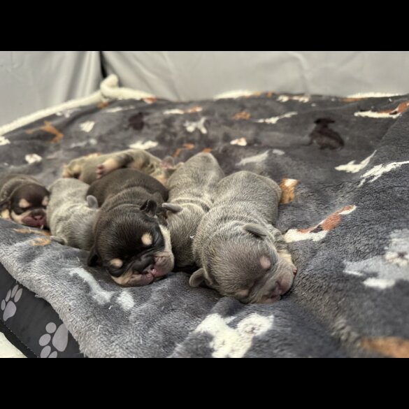 French Bulldog