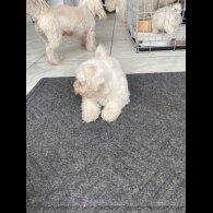 Maltese