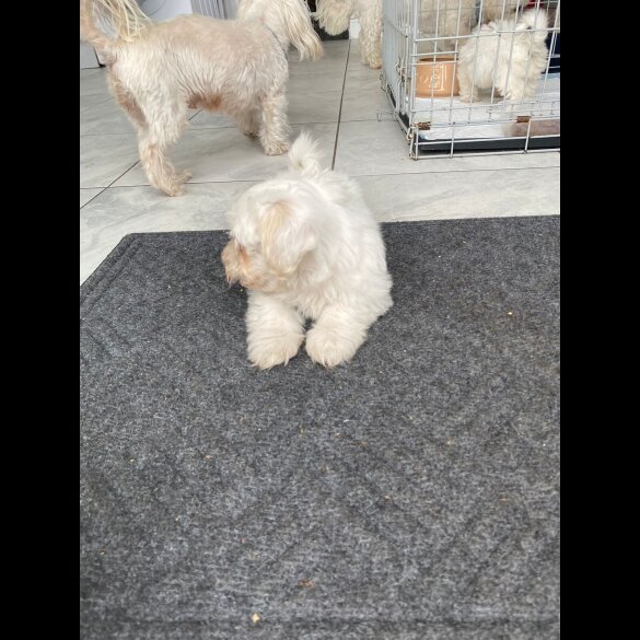 Maltese