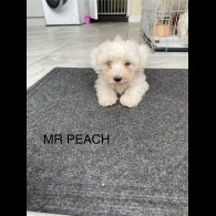 Maltese