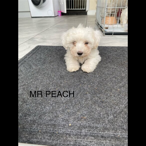 Maltese