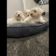 Maltese