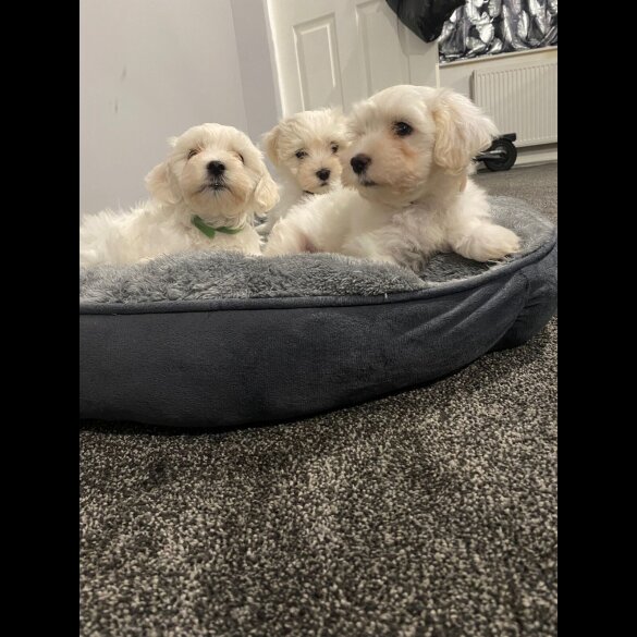 Maltese