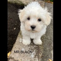 Maltese