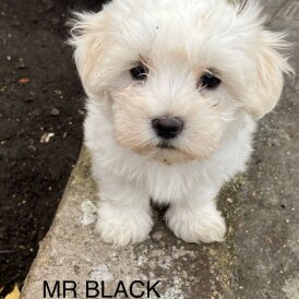 Maltese
