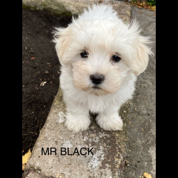 Maltese