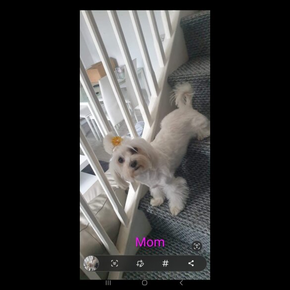 Maltese