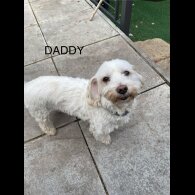 Maltese