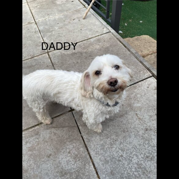 Maltese