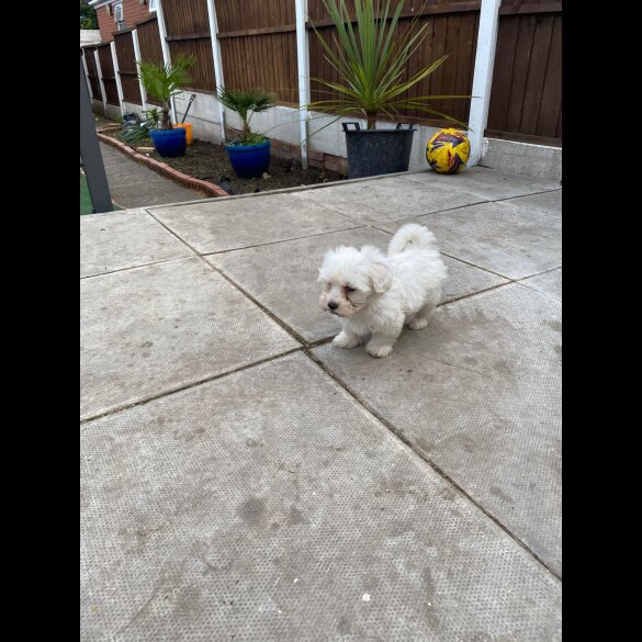 Maltese