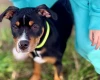 Staffordshire Bull Terrier