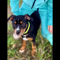 Staffordshire Bull Terrier