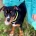 Staffordshire Bull Terrier