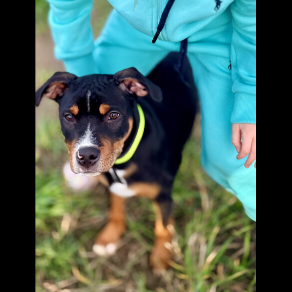 Staffordshire Bull Terrier