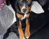 Staffordshire Bull Terrier