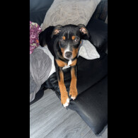 Staffordshire Bull Terrier