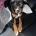 Staffordshire Bull Terrier