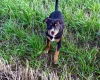 Staffordshire Bull Terrier