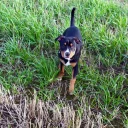 Staffordshire Bull Terrier