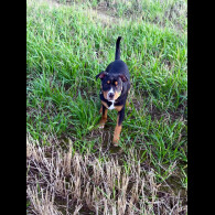 Staffordshire Bull Terrier