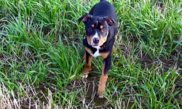 Staffordshire Bull Terrier